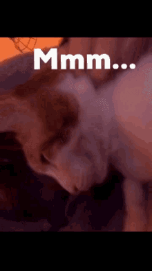 Excited Pet GIF - Excited Pet Happy GIFs