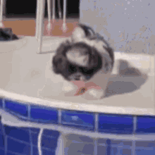 Puppy Fall Puppy Swimming GIF - Puppy Fall Puppy Swimming Puppy Swimming Pool GIFs