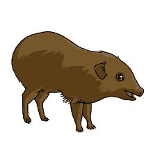 pygmy hog