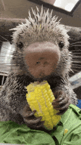 a porcupine is eating corn on the cob with its claws