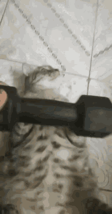 Cat Play With GIF - Cat Play With Mess Around With GIFs