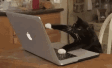 type computer keyboard cat kitten