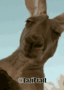 Kangaroo Chewing GIF - Kangaroo Chewing Gr8poseidon GIFs