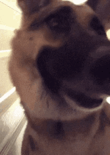 Facetime Dog GIF - Facetime Dog Cute GIFs