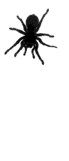 spider black