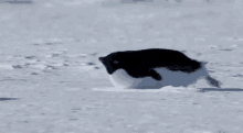 Cutie GIF - Penguin Fat The Struggle Is Real GIFs