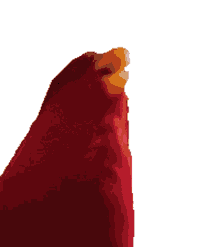 wuewuewue bird laugh and stare red bird meme