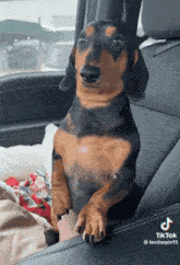a dachshund is sitting in the back seat of a car looking at the camera