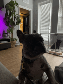 Frenchies Dogs GIF - Frenchies Dogs Puppy GIFs
