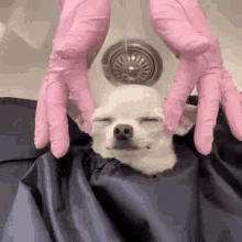 Dog Massage GIF - Dog Massage Relaxed GIFs