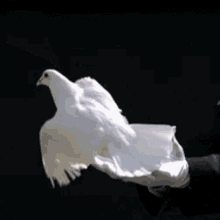 Fly Freedom GIF - Fly Freedom Dove GIFs
