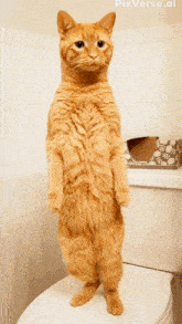 a cat is standing on its hind legs on a toilet with pixverse.ai written on the bottom