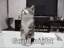 good night cat gif
