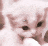 a close up of a kitten with the word ты on its head