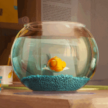 Omg Goldfish GIF