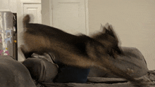 a dog is jumping on a couch with a sticker on the refrigerator that says ' i love you '