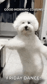 a small white dog is standing on its hind legs and says `` good morning cousins ! friday dance ! ''