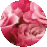 a close up of a pink flower in a circle .