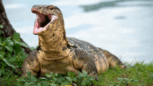 a lizard is laying on the grass with its mouth wide open