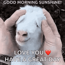 Good Morning Goat GIF