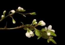 Nature Flowers GIF - Nature Flowers Blossoms GIFs