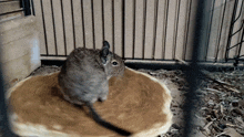 a small animal is sitting on a wooden stump