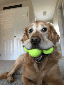a dog with a tennis ball in its mouth looks at the camera
