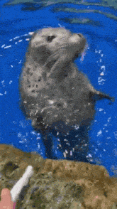 a seal is swimming in the water and a person is holding a toothbrush