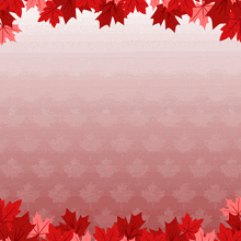 red maple leaves on a pink background with a gradient