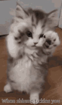 Shlump Kitten GIF - Shlump Kitten Tickle GIFs