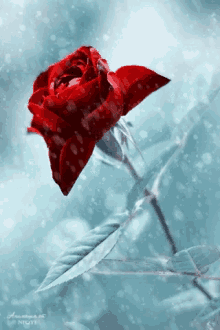 Rose Snow GIF