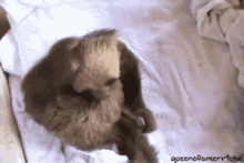 Scratching Itchy GIF - Scratching Itchy Sloth GIFs