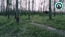 Wow Forest GIF - Wow Forest Bike Ride GIFs