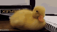 Duck Sleep GIF - Duck Sleep Nap GIFs