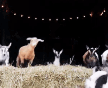 Goats Jumping GIF - Goats Jumping In A Hurry GIFs