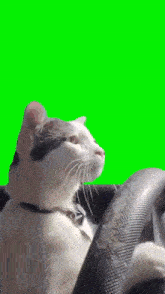 Driving Cat GIF - Driving Cat Cat Meme GIFs