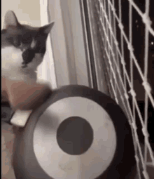 Cat Pan GIF - Cat Pan Wake Up GIFs