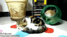 Kittens Play And Share A Hamster Ball GIF - Kitten Hamster Cute GIFs