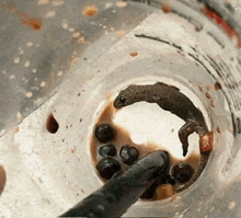 a lizard in a plastic cup with bubble tea