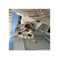 a close up of a cat 's face looking up at the camera