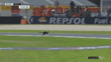 Wallaby Wallaby On Track GIF - Wallaby Wallaby On Track Watch Out GIFs