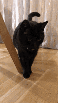 Cassis Cat GIF - Cassis Cat Miam GIFs