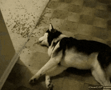 Lazy Eating Husky GIF - Lazy Eating Husky Dog GIFs