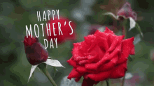 Happy Mothers Day Flowers GIF - Happy Mothers Day Flowers Red Roses GIFs