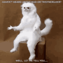 Transynergizer Nad GIF - Transynergizer Nad Persian Cat GIFs