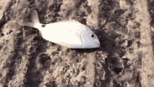 Dead Fish GIF - Dead Fish GIFs