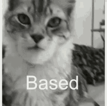 Cat at Door Giga Chad by Femm Sound Effect - Meme Button - Tuna