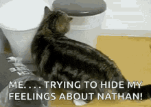 Cat Can GIF - Cat Can Hide GIFs