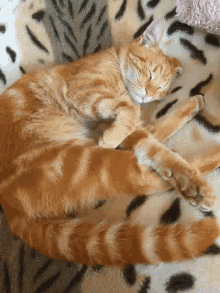 Cute Cat GIF - Cute Cat Kitten GIFs