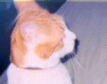 a close up of an orange and white cat with a collar